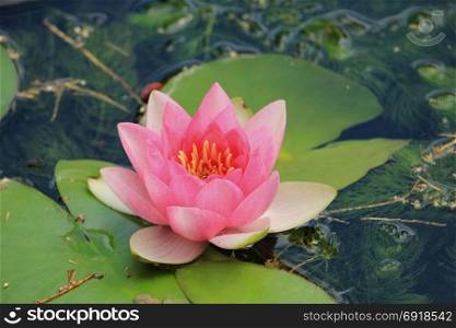Pink water lily floating in a sunlit pond