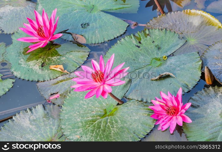 Pink water lily flower