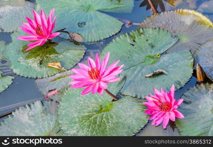 Pink water lily flower