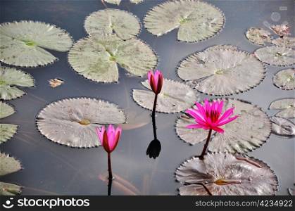 Pink water lily flower blooming in pond in the summer