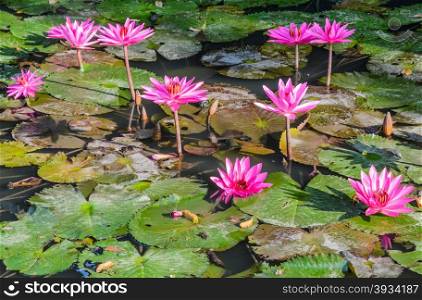 Pink water lily flower in pond