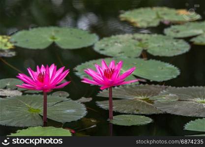 pink water lily flowers in pond