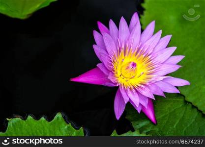 pink water lily flowers in pond