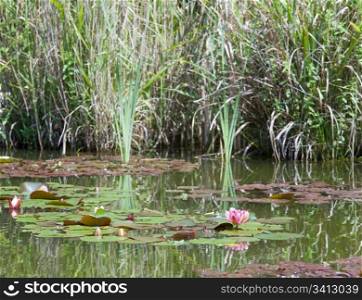 pink water lily flowers on small pond surface