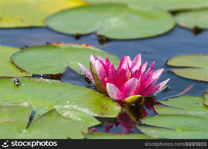 Pink water lily growing in a pond