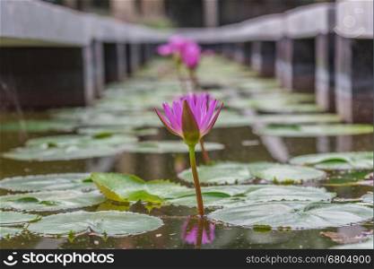 Pink water lily Nymphaea alba floating in a pond