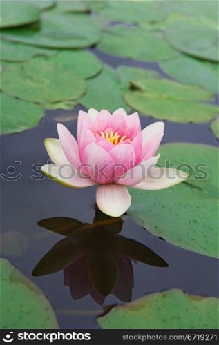 pink water lily Nymphaea Masaniello among green leaves