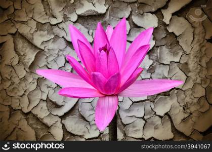 Pink water lily on cracks in the ground background