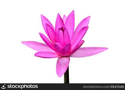 Pink water lily on white background