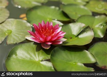Pink water water lily with green water lilies or lotus flower Perry&rsquo;s in garden pond. Close-up of Nymphaea reflected on green water against sun. Flower landscape with copy space. Selective focus.. Pink water water lily with green water lilies or lotus flower Perry&rsquo;s in garden pond. Close-up of Nymphaea reflected on green water against sun. Flower landscape with copy space. Selective focus
