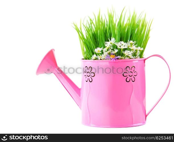 Pink watering can of spring fresh wild flowers isolated on white background
