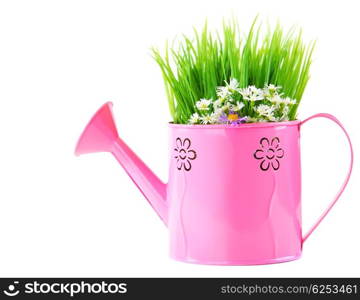 Pink watering can of spring fresh wild flowers isolated on white background