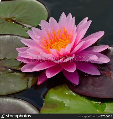 Pink waterlily