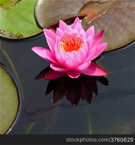 Pink waterlily blossoming on the pond