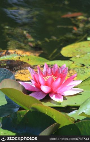 Pink waterlily floating in a sunlit pond