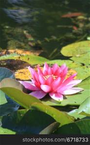 Pink waterlily floating in a sunlit pond