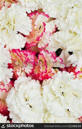 pink white carnation flowers background