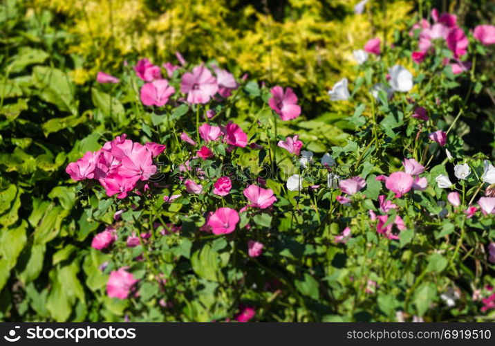 Pink-white flowers in the garden in the background the yellow flowers. shooting with a tilt shift effect