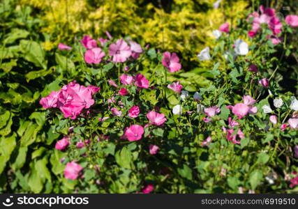 Pink-white flowers in the garden in the background the yellow flowers. shooting with a tilt shift effect