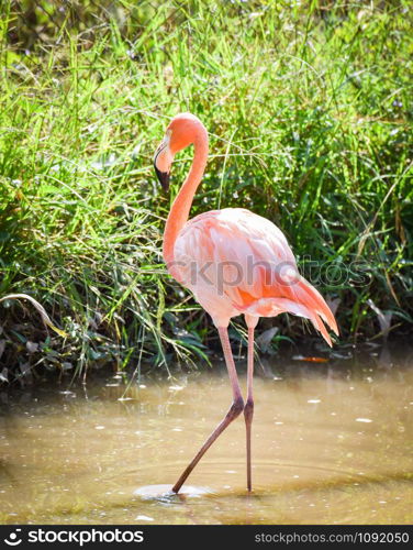 Pink white Greater Flamingo bird on water pond in the wildlife sanctuary