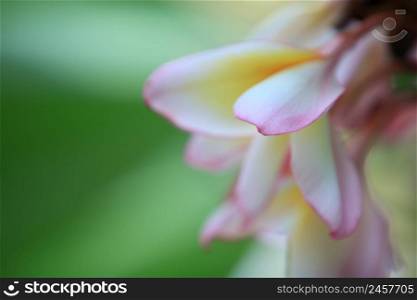 Pink white plumeria flower with green nature background, Colorful spring flowers