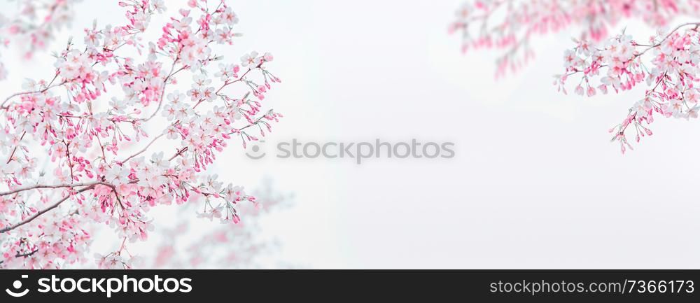 Pink white spring blossom of cherry on white background. Floral frame. Springtime nature background. Template or banner