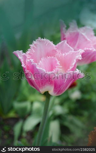 Pink white spring tulip blossom. Tulip New look fringed. Terry, fragility, ragged, torn tulip. Pink tulip crispa New look