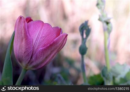 pink white striped petals of a tulip in front of blurred background