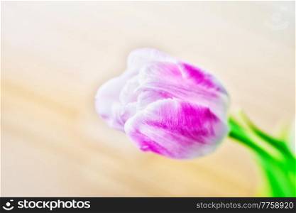 Pink white tulip spring flower with green leaf