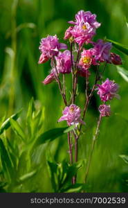 Pink wild flowers. Blooming flowers. Beautiful pink rural flowers in green grass. Meadow with rural flowers. Field flowers. Nature flower in spring. Flowers in meadow.   