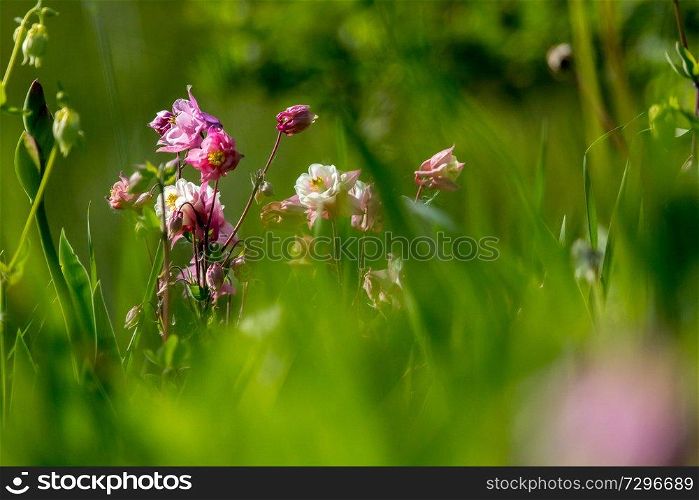 Pink wild flowers. Blooming flowers. Beautiful pink rural flowers in green grass. Meadow with rural flowers. Field flowers. Nature flower in spring. Flowers in meadow. 

