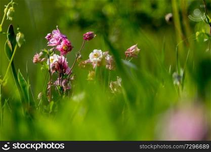 Pink wild flowers. Blooming flowers. Beautiful pink rural flowers in green grass. Meadow with rural flowers. Field flowers. Nature flower in spring. Flowers in meadow. 

