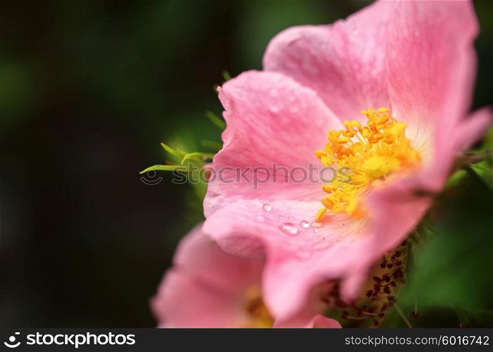 Pink wild rose flower with dew drops