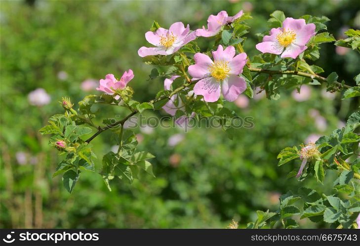 Pink wild rose flowers (Rosa canina) in forest. Pink wild rose (Rosa canina) in forest
