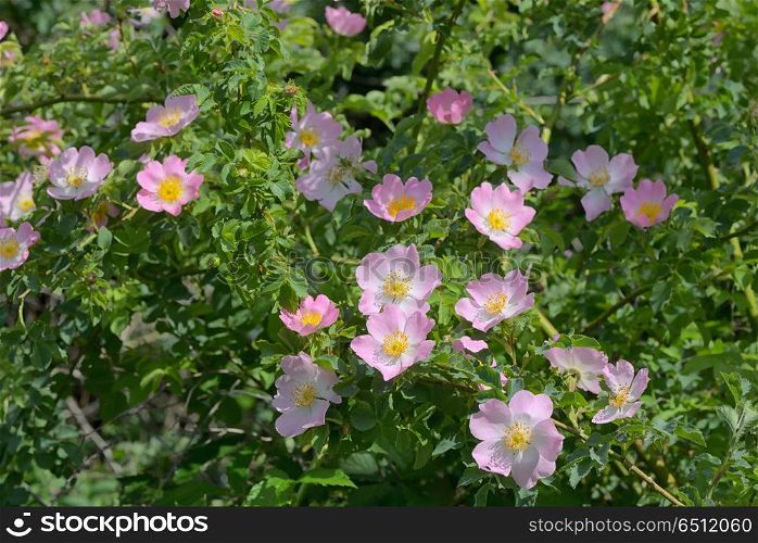 Pink wild rose (Rosa canina) in spring. Pink wild rose (Rosa canina)