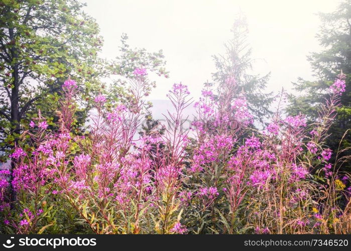 Pink wildflowers in the spring on a meadow in the sunlight