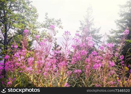 Pink wildflowers in the spring on a meadow in the sunlight