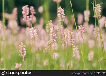 Pink wilflowers in the mountains, nature background