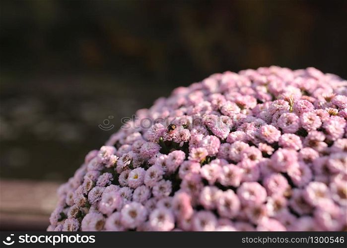 pink winter chrysanthemum flowers with space for text. garden chrysanthemum.. pink winter chrysanthemum flowers with space for text. garden chrysanthemum