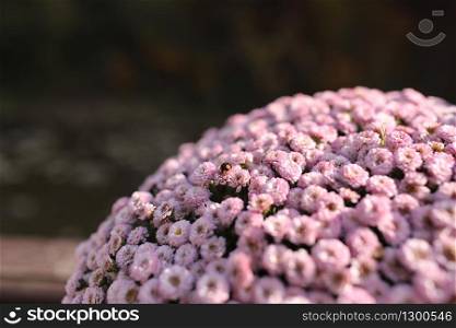 pink winter chrysanthemum flowers with space for text. garden chrysanthemum.. pink winter chrysanthemum flowers with space for text. garden chrysanthemum