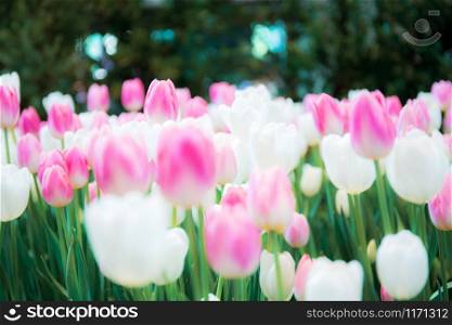 Pink with beautiful of tulip in the park.