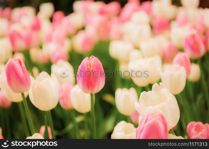 Pink with colorful of tulip in the park.