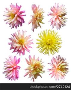 Pink-yellow Dahlia flowers set (isolated on white)