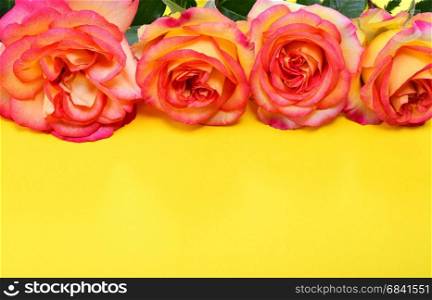Pink-yellow roses on a yellow background, empty space at the bottom
