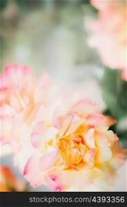 Pink yellow roses on nature background, close up