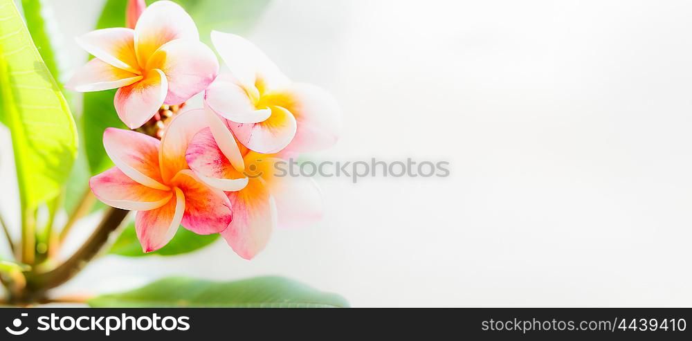 Pink yellow tropical frangipani flowers on light nature background, banner