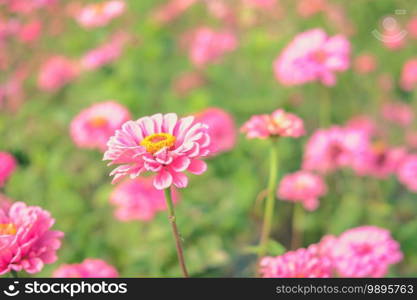 pink zinnia flower in flora meadow field