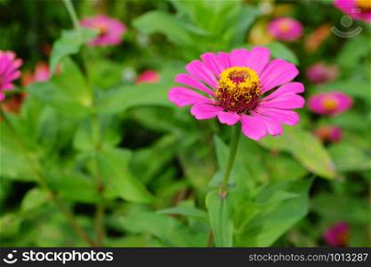 Pink zinnia flower in spring and summer nature outdoor background, Closeup of Flower blooming in nature background