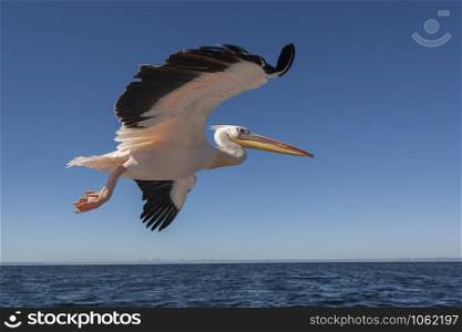 Pinkbacked Pelican (Pelecanus onocrotalus) in flight over Welvis Bay on the coast of Namibia, Africa.