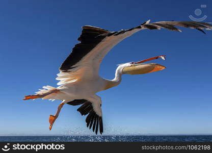 Pinkbacked Pelican (Pelecanus onocrotalus) in flight over Welvis Bay on the coast of Namibia, Africa.